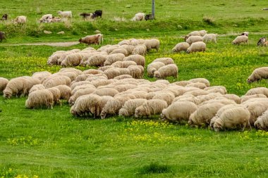 Tarlada otlayan bir koyun sürüsü.