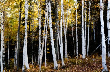 Güneşli bir günde New England 'ın sonbahar yapraklarının manzarası