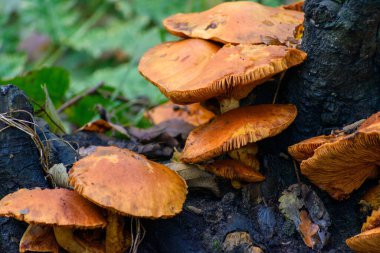 Ormandaki bir ağaçtaki Armillaria Mellea 'ya yakın çekim.