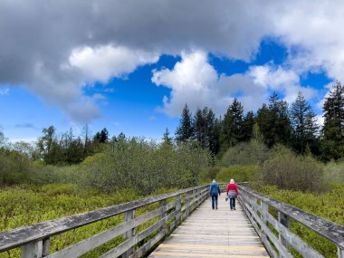 The people walking along the boardwalk surrounded by green vegetation. Langford, Canada.