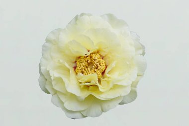 Şakayık ya da şakayık, Orta Asya, Avrupa ve Batı Kuzey Amerika 'da yetişen popüler bir çiçek bahçesidir. Çoğu bitkisel hayatta..