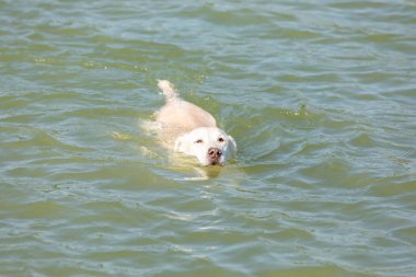 O zaman Labrador kanalda yüzüyor.
