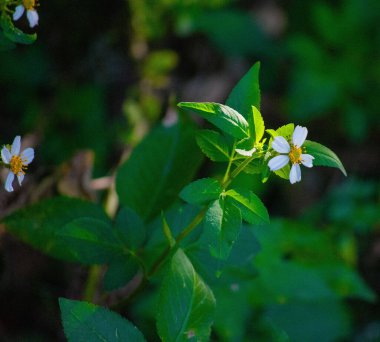 Bir bahçede büyüyen (Bidens pilosa) siyah bir çiçeğe yakın plan
