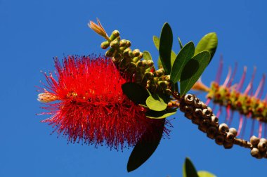 Flower of a scarlet bottlebrush in the blue sky. Science Garden Uni Campus Riedberg, Frankfurt, Germany. Nice red and blue contrast.