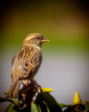 A vertical closeup shot of a cute sparrow perching on the plant