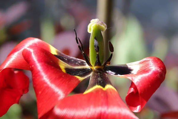 Closeup Shot Few Petals Left Red Tulip —  Fotos de Stock