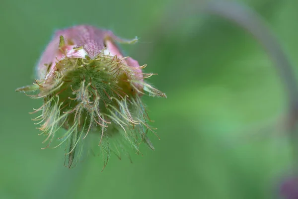 Closeup Selective Focus Shot Green Pink Flower Bud — Stock Photo, Image
