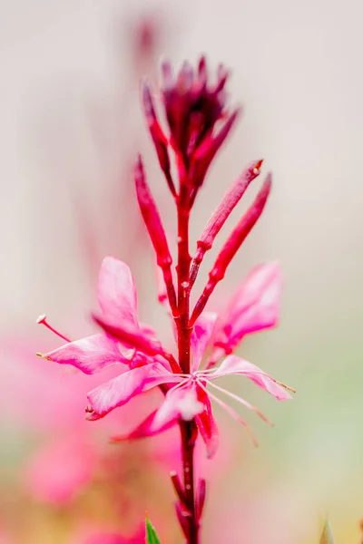 Vertical Shot Pink Lindheimer Beeblossom Flower Blurred Background —  Fotos de Stock