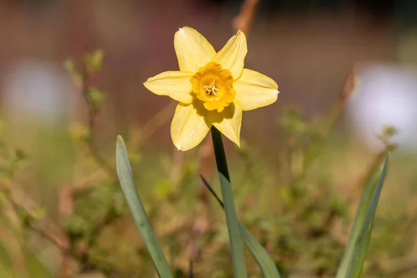 Closeup Shot Isolated Yellow Daffodil Botanical Garden — Stockfoto
