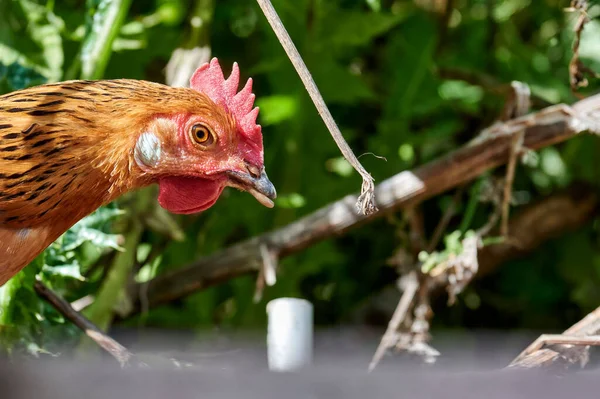 Turuncu Siyah Kürklü Güzel Kırmızı Taraklı Bir Tavuğun Başını Yakın — Stok fotoğraf