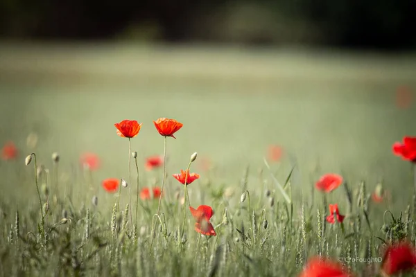 Ett Grönt Fält Med Blommande Röda Vallmo — Stockfoto