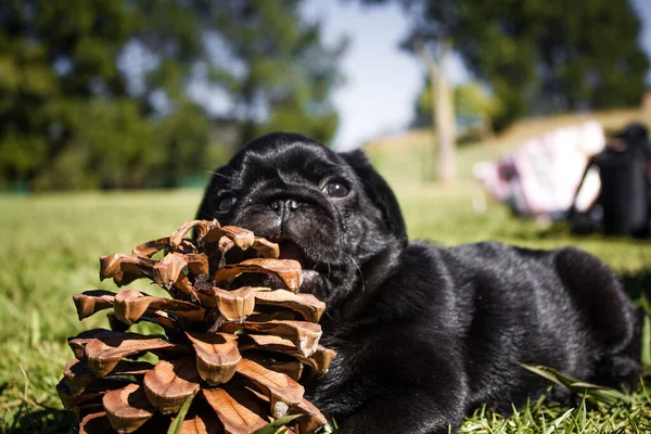 Black Pug Lying Grass Playing Pine Cone — Stock Photo, Image