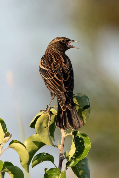 Selektiv Fokusbild Starling Gren — Stockfoto