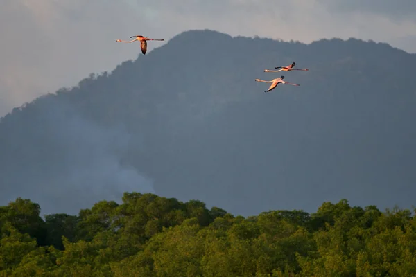 Three Flamingos Flying Green Trees — Stockfoto