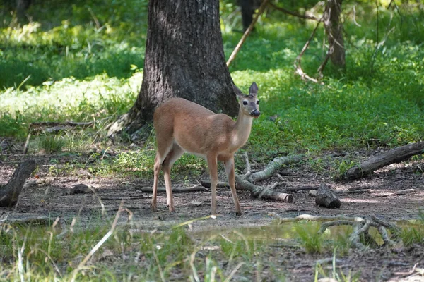 View Deer Green Forest —  Fotos de Stock