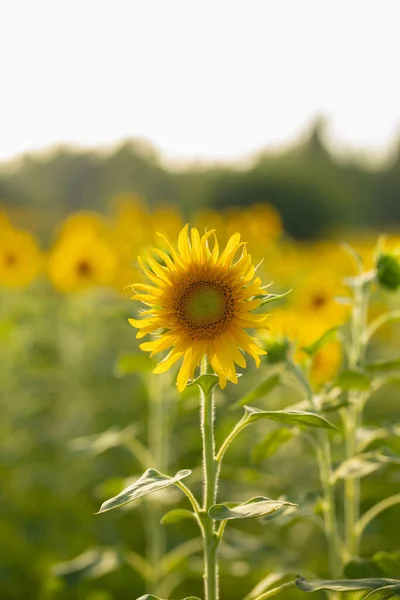 Selective Focus Sunflower Field — Fotografia de Stock