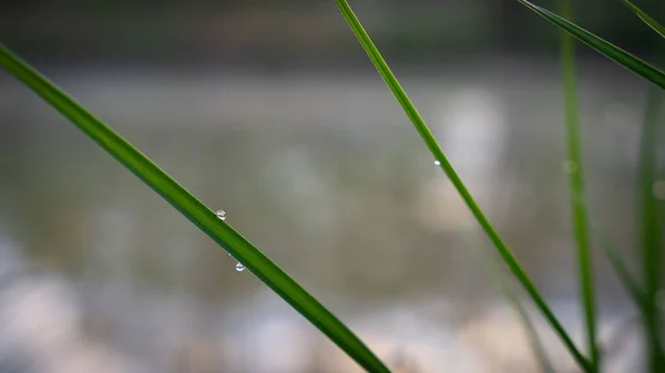 Selective Focus Grass Raindrops — Stock Photo, Image