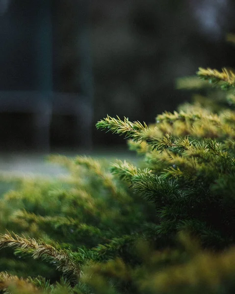 Vertical Closeup Spruce Foliage Selected Focus — Photo