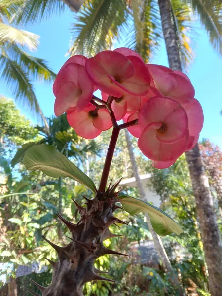 Vertical Closeup Pink Euphorbia Mil Flowers Growing Palm Trees Sunny — Stock Photo, Image