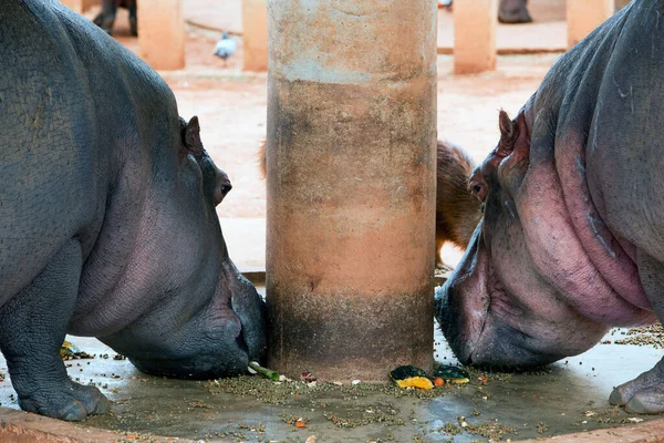 Closeup Two Hippopotamuses Eating Side Side — Stockfoto