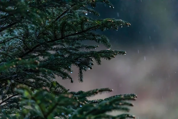 Closeup Wet Spruce Tree Needles Rain Shallow Focus — Stock Photo, Image
