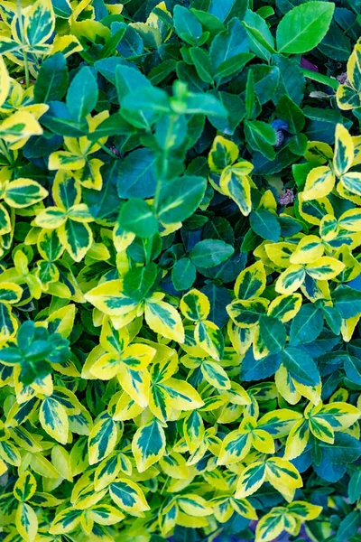 Top View Green Leaves Fortune Spindle Garden Spring — Stock Photo, Image
