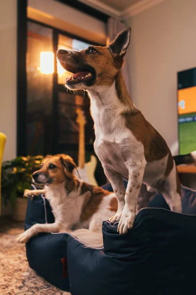Psi Ležící Postelích Obývacím Pokoji — Stock fotografie