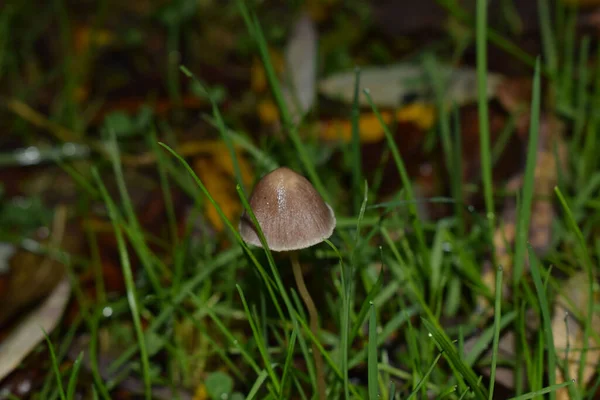 Closeup Shot Growing Little Mushroom Surrounded Grasses — Stock Photo, Image