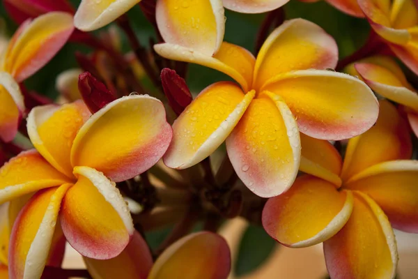 Plumeria Flowers Known Frangipani Genus Flowering Plants Subfamily Rauvolfioideae — Stock fotografie