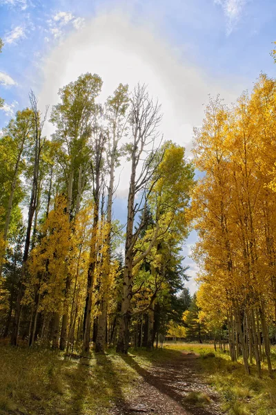 Κίτρινο Aspens Φθινόπωρο Σύννεφα Και Μπλε Ουρανό — Φωτογραφία Αρχείου