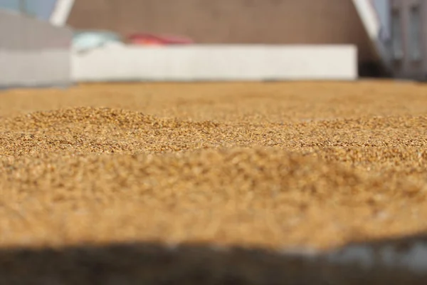 穀物は太陽の下で乾燥している 穀物の写真を閉じます バジリカ鳥料理 — ストック写真