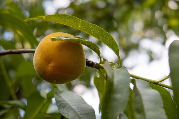 Image Ripe Peach Tree Branch — Stok fotoğraf