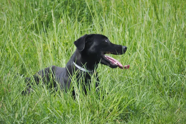 View Beautiful Black Labrador Retriever Field Sunny Day — Foto Stock