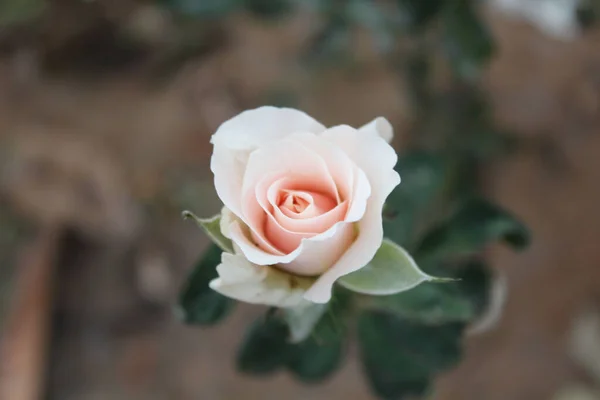 Selective Focus Shot Blooming Rose — Photo