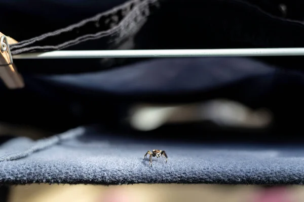 Jumping Spider Perched Clothes Clothesline — Stock Photo, Image