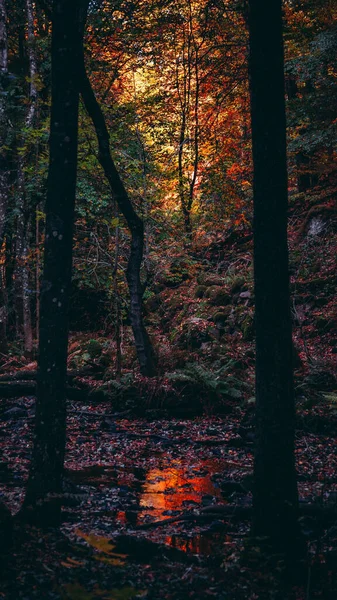Sveç Skane Kentinde Sonbahar Aylarında Gizemli Renkli Bir Ormanın Dikey — Stok fotoğraf
