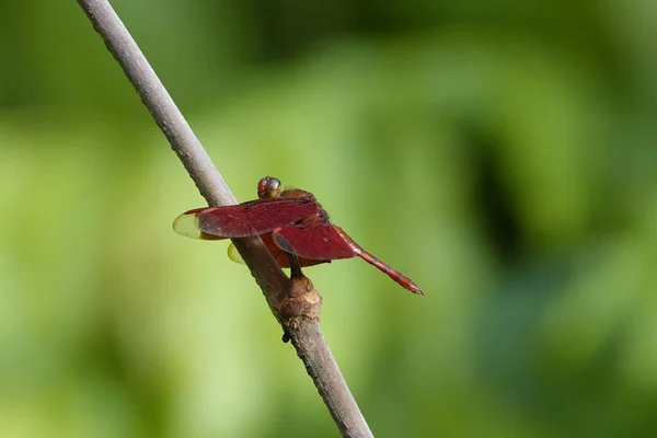 Closeup Shot Fulvous Forest Skimmer Tree Branch Green Blurred Background — 스톡 사진