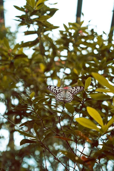 Вертикальный Неглубокий Снимок Черно Белой Узорчатой Бабочки Чешуекрылой Зеленых Листьях — стоковое фото