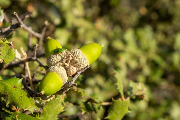 Acorns Growing Branches Young Wild Oak Dehesa Extremadura — Stockfoto