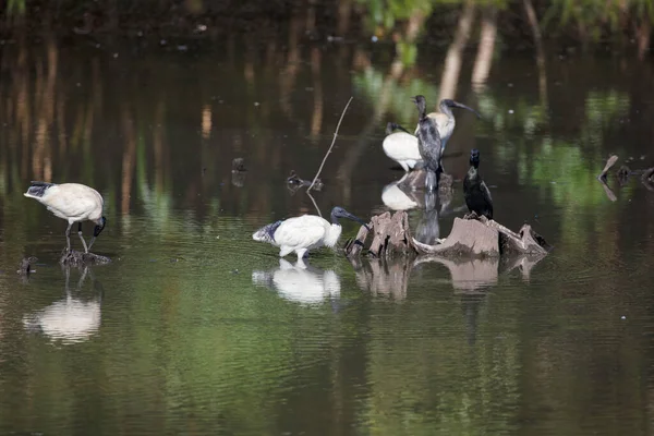Grupo Aves Superficie Del Agua Ibises Blancos Australianos Pequeños Cormoranes — Foto de Stock