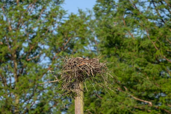 Nest Eagles Top Wooden Pole Blurred Tree Leaves Background — Stok fotoğraf