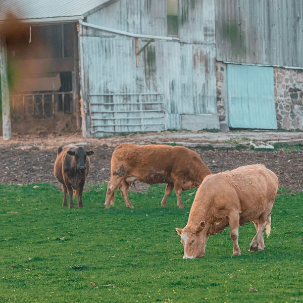 Beautiful View Cows Grazing Field — Foto Stock