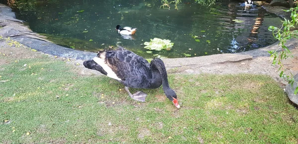 湖の隣に立つ黒鳥 — ストック写真