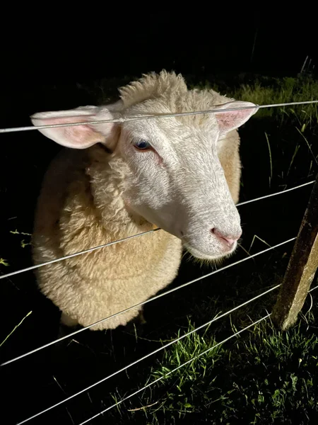 Vertical Shot Finnish Dorset Sheep Fence Night — Stock Photo, Image