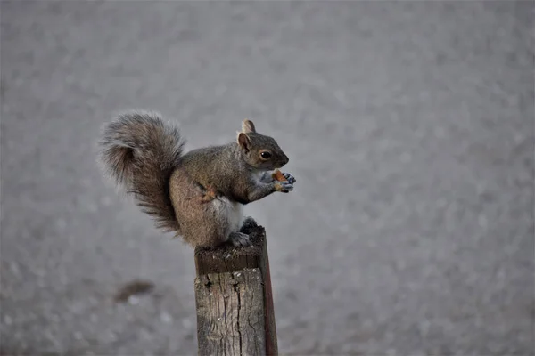 View Western Gray Squirrel Sciurus Griseus Sitting Wooden Pole Eating — Stock Photo, Image