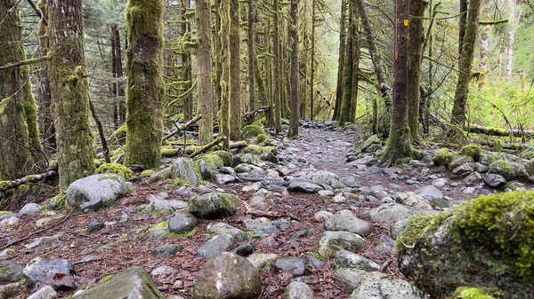 Dense Forest Mossy Trunks — Stock Photo, Image