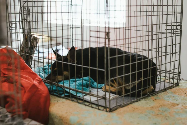 Klinikte Tedavi Gören Bir Köpek — Stok fotoğraf