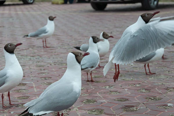 Selective Focus Shot Group Black Headed Gulls One Them Flying — Photo