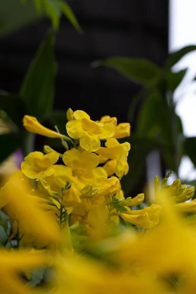Vertical Shot Vibrant Yellow Elders Growing Outdoors Springtime Surrounded Greenery — Stock Photo, Image