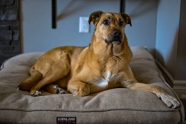 Closeup Brown Dog Lying Pillow Selected Focus — Stock Photo, Image